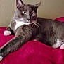 cat, gray_cat, white_paws, lying_down, red_blanket, indoor, pet, fur, whiskers, relaxed, cozy, animal, mammal, cute, domestic_cat, resting, soft_texture, feline, home, portrait
