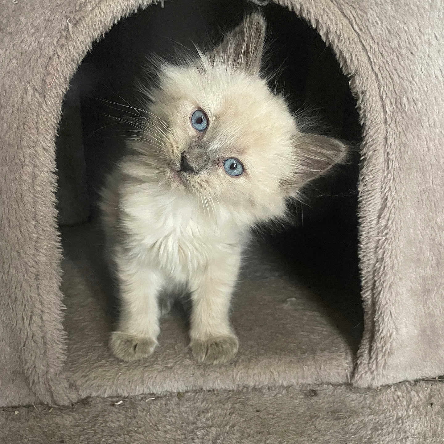 Ollie is registered to the contest to win money with this photo: abyssinian, angora, animal, cat, den, doghouse, hole, indoors, kennel, kitten, manx, pet, siamese