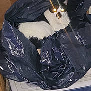 Spaz is registered to the contest to win money with this photo: animal, black_and_white, box, cardboard, carpet, cat, container, cozy, crinkly, curled_up, domestic_cat, eye_glow, feline, fur, indoor, pet, plastic_bag, resting, shadow, whiskers