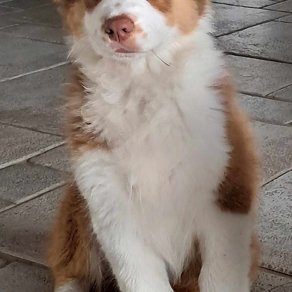 Arès a rejoint le concours — aidez-le/la à gagner de superbes lots ! animal, brown_fur, canine, companion, cute, dog, domestic, ears, floor, fur, indoor, looking, nose, paw, pet, puppy, sitting, tile, white_fur, young_dog