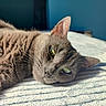 cat, gray_cat, pet, feline, animal, relaxing, lying_down, bed, blanket, striped_blanket, indoor, sunlight, green_eyes, whiskers, closeup, fur, ears, resting, cozy, peaceful