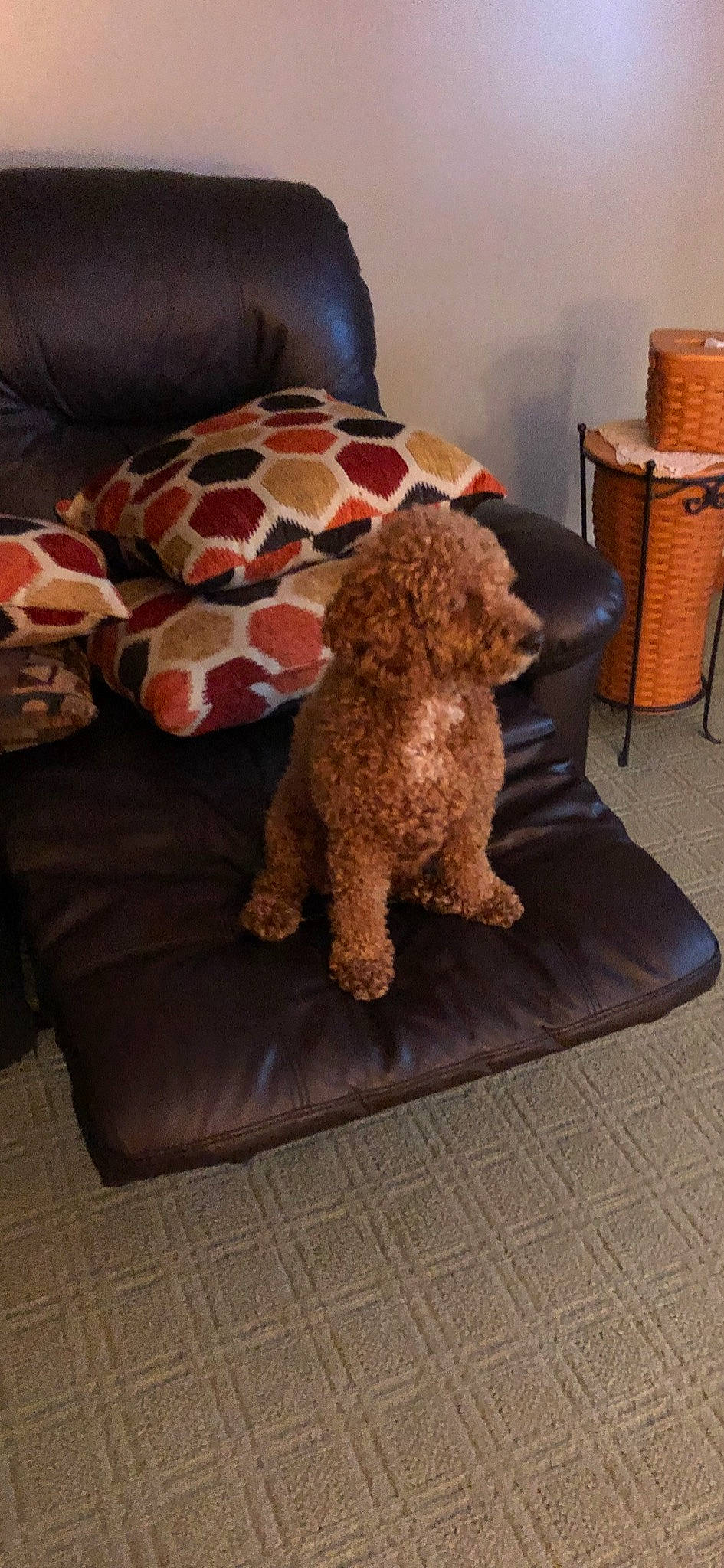 Tilly joined the competition — help win amazing prizes! brown, carnivore, comfort, companion_dog, couch, dog, dog_breed, dog_supply, fawn, floor, flooring, liver, pet_supply, poodle, spaniel, sporting_group, toy_dog, water_dog, wood, working_animal