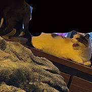 Fluff is registered to the contest to win money with this photo: cat, cats, pet, animal, feline, fluffy, white_cat, gray_cat, lying_down, sitting, open_mouth, indoors, shelf, blanket, cozy, home, furniture, dim_lighting, portrait, smartphone_photo