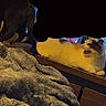 cat, cats, pet, animal, feline, fluffy, white_cat, gray_cat, lying_down, sitting, open_mouth, indoors, shelf, blanket, cozy, home, furniture, dim_lighting, portrait, smartphone_photo
