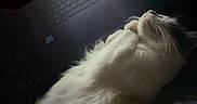 Fluff is registered to the contest to win money with this photo: cat, white_cat, fluffy, long_hair, furry, sleeping, reclining, relaxed, pet, animal, laptop, keyboard, computer, indoor, dark, low_light, cozy, blanket, closeup, photograph