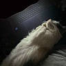 cat, white_cat, fluffy, long_hair, furry, sleeping, reclining, relaxed, pet, animal, laptop, keyboard, computer, indoor, dark, low_light, cozy, blanket, closeup, photograph