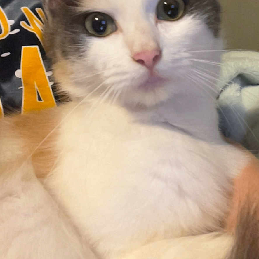 Fluff is registered to the contest to win money with this photo: cat, kitten, fluffy, white_fur, gray_fur, blue_eyes, pet, animal, portrait, close_up, indoors, cozy, sitting, whiskers, ears, pink_nose, fur, cute, photography, couch