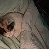 Fluff is registered to the contest to win money with this photo: cat, sleeping, pet, animal, bed, blanket, bedding, cozy, indoors, night, low_light, resting, curled_up, fur, whiskers, face, home, bedroom, relaxed, photograph