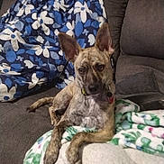 Mercedes joined the competition — help win amazing prizes! dog, brindle, couch, blanket, indoor, pet, relaxed, patterned_curtains, poster, cozy, furniture, living_room, animal, domestic, ears_up, sitting, collar, fur, home, resting