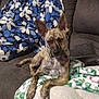 dog, brindle, couch, blanket, indoor, pet, relaxed, patterned_curtains, poster, cozy, furniture, living_room, animal, domestic, ears_up, sitting, collar, fur, home, resting
