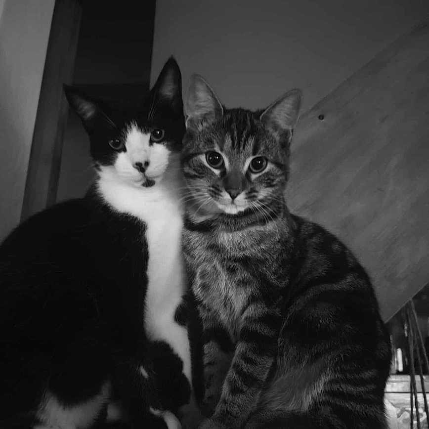 Crapouilles participe au concours pour gagner de l'argent avec cette photo : animal, black_and_white, cat, companions, curious, cute, domestic_cat, ears, eyes, feline, indoor, looking_at_camera, pets, portrait, sitting, tabby_cat, tuxedo_cat, two_cats, whiskers, wooden_shelf