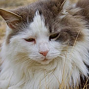 Grisèo a rejoint le concours — aidez-le/la à gagner de superbes lots ! cat, fluffy, white, gray, animal, outdoor, grass, nature, pet, mammal, closeup, fur, whiskers, ears, nose, relaxed, sleepy, wild, portrait, cute
