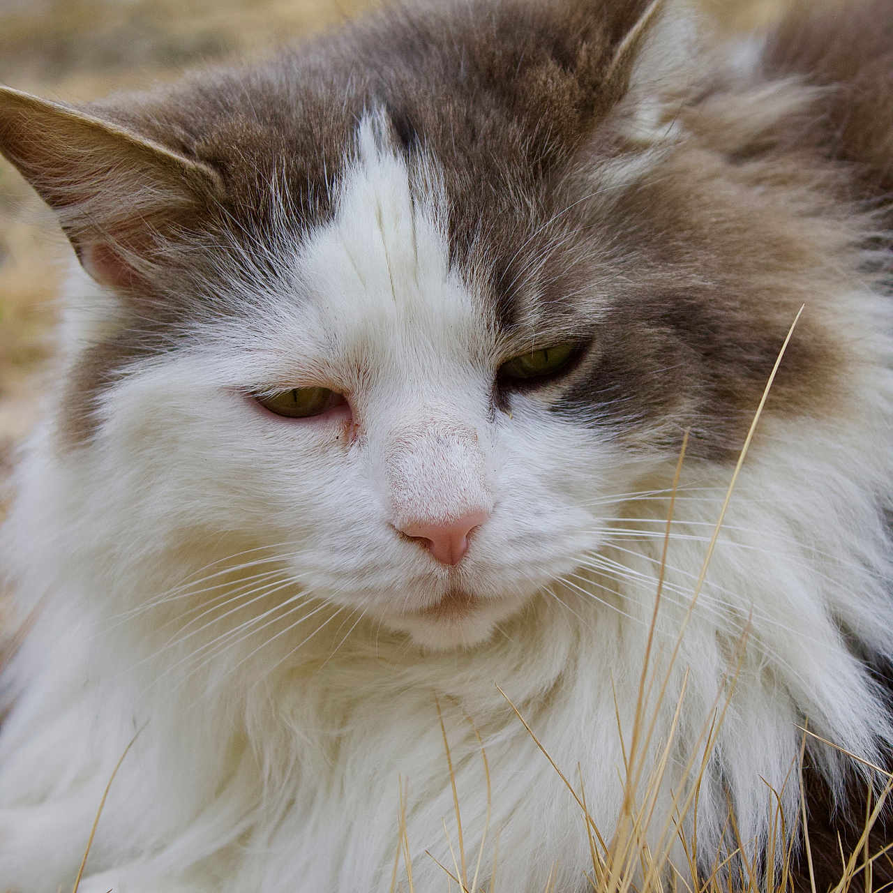Grisèo a rejoint le concours — aidez-le/la à gagner de superbes lots ! animal, cat, closeup, cute, ears, fluffy, fur, grass, gray, mammal, nature, nose, outdoor, pet, portrait, relaxed, sleepy, whiskers, white, wild