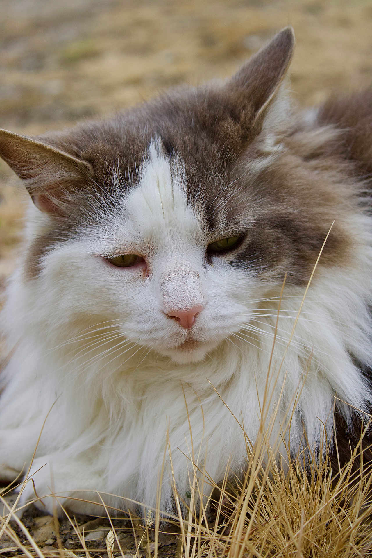 Grisèo a rejoint le concours — aidez-le/la à gagner de superbes lots ! cat, fluffy, white, gray, animal, outdoor, grass, nature, pet, mammal, closeup, fur, whiskers, ears, nose, relaxed, sleepy, wild, portrait, cute