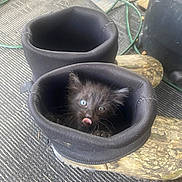 Bella joined the competition — help win amazing prizes! kitten, cat, black_cat, fluffy, blue_eyes, tongue_out, cute, animal, pet, shoe, footwear, black_shoes, hiding, sitting, indoor, floor, cables, stone, closeup, portrait