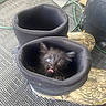 kitten, cat, black_cat, fluffy, blue_eyes, tongue_out, cute, animal, pet, shoe, footwear, black_shoes, hiding, sitting, indoor, floor, cables, stone, closeup, portrait
