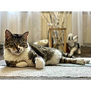 Xelia Deck participe au concours pour gagner de l'argent avec cette photo : cat, tabby_cat, lying_down, carpet, indoor, domestic, pet, feline, relaxed, soft_light, decor, vase, figurine, blurred_background, cozy, resting, whiskers, paws, curious_eyes, fur