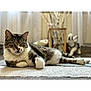 cat, tabby_cat, lying_down, carpet, indoor, domestic, pet, feline, relaxed, soft_light, decor, vase, figurine, blurred_background, cozy, resting, whiskers, paws, curious_eyes, fur