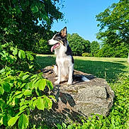 Milow participe au concours pour gagner de l'argent avec cette photo : animal, blue_sky, border_collie, canine, daytime, dog, field, grass, greenery, happy, leaf, nature, outdoor, pet, rock, sitting, summer, sunlight, tongue_out, tree