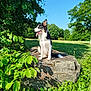 animal, blue_sky, border_collie, canine, daytime, dog, field, grass, greenery, happy, leaf, nature, outdoor, pet, rock, sitting, summer, sunlight, tongue_out, tree