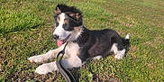 Milow a rejoint le concours — aidez-le/la à gagner de superbes lots ! animal, black_and_white, canine, cute, dog, fur, grass, happy, leash, nature, outdoor, park, pet, playful, puppy, resting, summer, sunlight, tongue_out, young