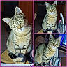 cat, tabby_cat, green_eyes, striped_fur, tail, paws, wooden_surface, pen_holder, indoor, curious, pet, animal, feline, three_photos, collage, domestic_cat, bright_eyes, close_up, sitting, cute