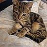 Saphyr a rejoint le concours — aidez-le/la à gagner de superbes lots ! kitten, cat, tabby, pet, animal, feline, cute, soft, blanket, indoor, resting, young, fur, whiskers, paws, striped, cozy, closeup, relaxed, domestic_cat