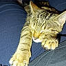 cat, tabby, sleeping, paws, closeup, pet, feline, fur, whiskers, relaxing, indoor, nap, cozy, stretching, human_lap, clothing, texture, warm, cute, animal