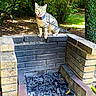 cat, tabby, brick, barbecue, grill, outdoor, garden, greenery, leaves, sunlight, shadow, curious, pet, animal, nature, collar, leash, feline, playful, daylight