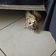 Saphyr participe au concours pour gagner de l'argent avec cette photo : kitten, cat, tabby, peeking, floor, tile_floor, indoor, furniture, curious, playful, whiskers, ears, paws, animal, pet, cute, small, resting, hide_and_seek, home