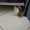 kitten, cat, tabby, peeking, floor, tile_floor, indoor, furniture, curious, playful, whiskers, ears, paws, animal, pet, cute, small, resting, hide_and_seek, home