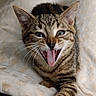 Saphyr participe au concours pour gagner de l'argent avec cette photo : cat, kitten, tabby, tongue_out, playful, cute, pet, animal, whiskers, ears, fur, claws, paw, lying_down, blanket, soft_texture, indoor, close_up, expressive, funny_face