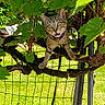 cat, tabby, animal, pet, tree_branch, green_leaves, fence, outdoor, grass, sunlight, nature, curious, wide_eyes, mouth_open, collar, moss, garden, daylight, playful, closeup