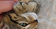Saphyr a rejoint le concours — aidez-le/la à gagner de superbes lots ! cat, tabby, pet, hand, whiskers, eye, fur, close_up, soft, blanket, relaxed, domestic_animal, cute, animal, indoor, comfort, sleepy, friendly, feline, paw