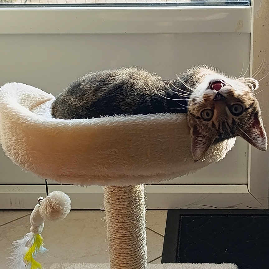 Saphyr participe au concours pour gagner de l'argent avec cette photo : cat, tabby_cat, cat_perch, indoor, window, sunlight, feather_toy, floor_tile, pet, animal, furniture, greenery, dog_outside, chair, relaxing, curious, playful, home, domestic, upside_down