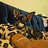 Levi And Chico is registered to the contest to win money with this photo: dog, small_dog, leopard_print, blanket, bracelet, arm, couch, blue_couch, indoor, pet, resting, relaxed, animal, fur, ears, collar, wall, home, decor, comfort