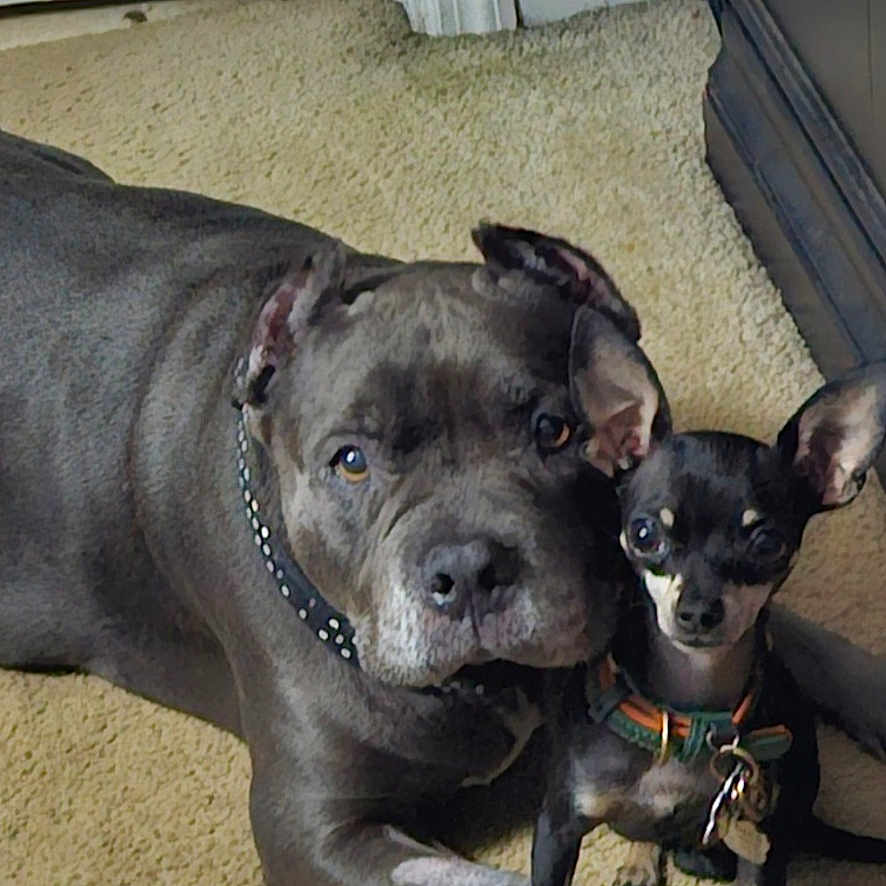 Levi And Chico is registered to the contest to win money with this photo: dog, pit_bull, chihuahua, carpet, indoor, pet, animal, canine, two_dogs, floor, collar, furniture, door, resting, companions, domestic, friendship, portrait, cute, curious