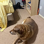 Sunshine is registered to the contest to win money with this photo: bedroom, black_dog, blanket, books, bookshelf, brown_dog, carpet, corner, decor, dog, floor, furniture, home, indoor, pet, quiet, relaxed, resting, walls, yellow