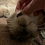 Banshee is registered to the contest to win money with this photo: cat, feline, whiskers, paw, hand, human_hand, ring, petting, close_up, fur, sleeping, cozy, indoor, blanket, carpet, nose, ear, cute, relaxed, portrait