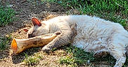 Banshee is registered to the contest to win money with this photo: animal, bone, cat, chewing, dirt, ear, fur, grass, ground, mammal, nature, outdoor, paw, pet, playful, relaxed, sleeping, summer, sunlight, toy