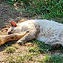 Banshee is registered to the contest to win money with this photo: cat, pet, animal, sleeping, bone, grass, outdoor, sunlight, fur, paw, ear, ground, dirt, relaxed, playful, chewing, toy, mammal, nature, summer
