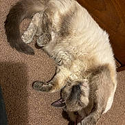 Banshee is registered to the contest to win money with this photo: cat, sleeping, fluffy, carpet, paw, tail, indoor, pet, human_hand, relaxed, furry_belly, siamese_like, colorpoint, whiskers, nose, paws_up, wooden_furniture, cozy, nap, portrait