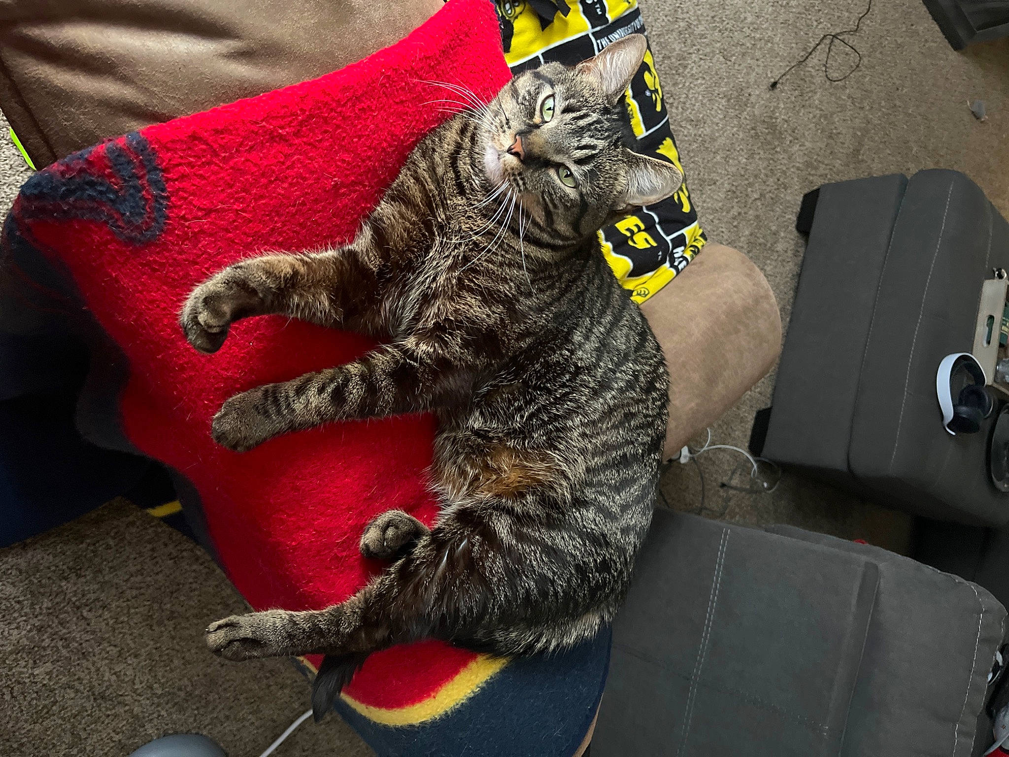 Winston Michael Jordan joined the competition — help win amazing prizes! automotive_tire, canidae, carmine, carnivore, cat, claw, comfort, domestic_short_haired_cat, felidae, fur, gesture, grey, human_leg, paw, small_to_medium_sized_cats, snout, stuffed_toy, tail, toy, whiskers