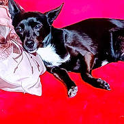 Maya a rejoint le concours — aidez-le/la à gagner de superbes lots ! dog, black_dog, white_chest, couch, red_couch, pillow, resting, indoor, pet, animal, relaxed, fur, ears, snout, paw, lying_down, home, comfort, domestic_animal, canine