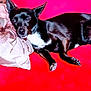dog, black_dog, white_chest, couch, red_couch, pillow, resting, indoor, pet, animal, relaxed, fur, ears, snout, paw, lying_down, home, comfort, domestic_animal, canine