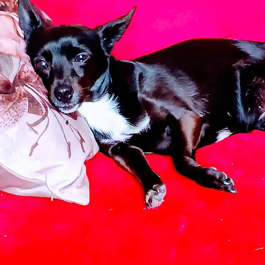 Maya a rejoint le concours — aidez-le/la à gagner de superbes lots ! animal, black_dog, canine, comfort, couch, dog, domestic_animal, ears, fur, home, indoor, lying_down, paw, pet, pillow, red_couch, relaxed, resting, snout, white_chest