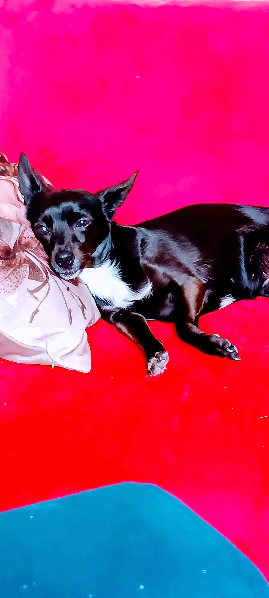 Maya a rejoint le concours — aidez-le/la à gagner de superbes lots ! dog, black_dog, white_chest, couch, red_couch, pillow, resting, indoor, pet, animal, relaxed, fur, ears, snout, paw, lying_down, home, comfort, domestic_animal, canine