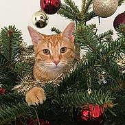 Olaf a rejoint le concours — aidez-le/la à gagner de superbes lots ! abyssinian, accessories, animal, bird, cat, christmas, christmasdecorations, christmastree, conifer, festival, fir, kitten, manx, ornament, pet, pine, plant, sphere, spruce, tree