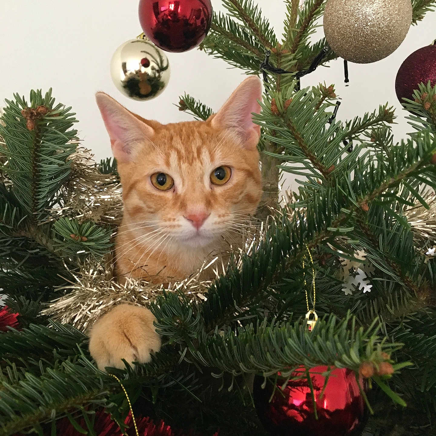 Olaf a rejoint le concours — aidez-le/la à gagner de superbes lots ! abyssinian, accessories, animal, bird, cat, christmas, christmasdecorations, christmastree, conifer, festival, fir, kitten, manx, ornament, pet, pine, plant, sphere, spruce, tree