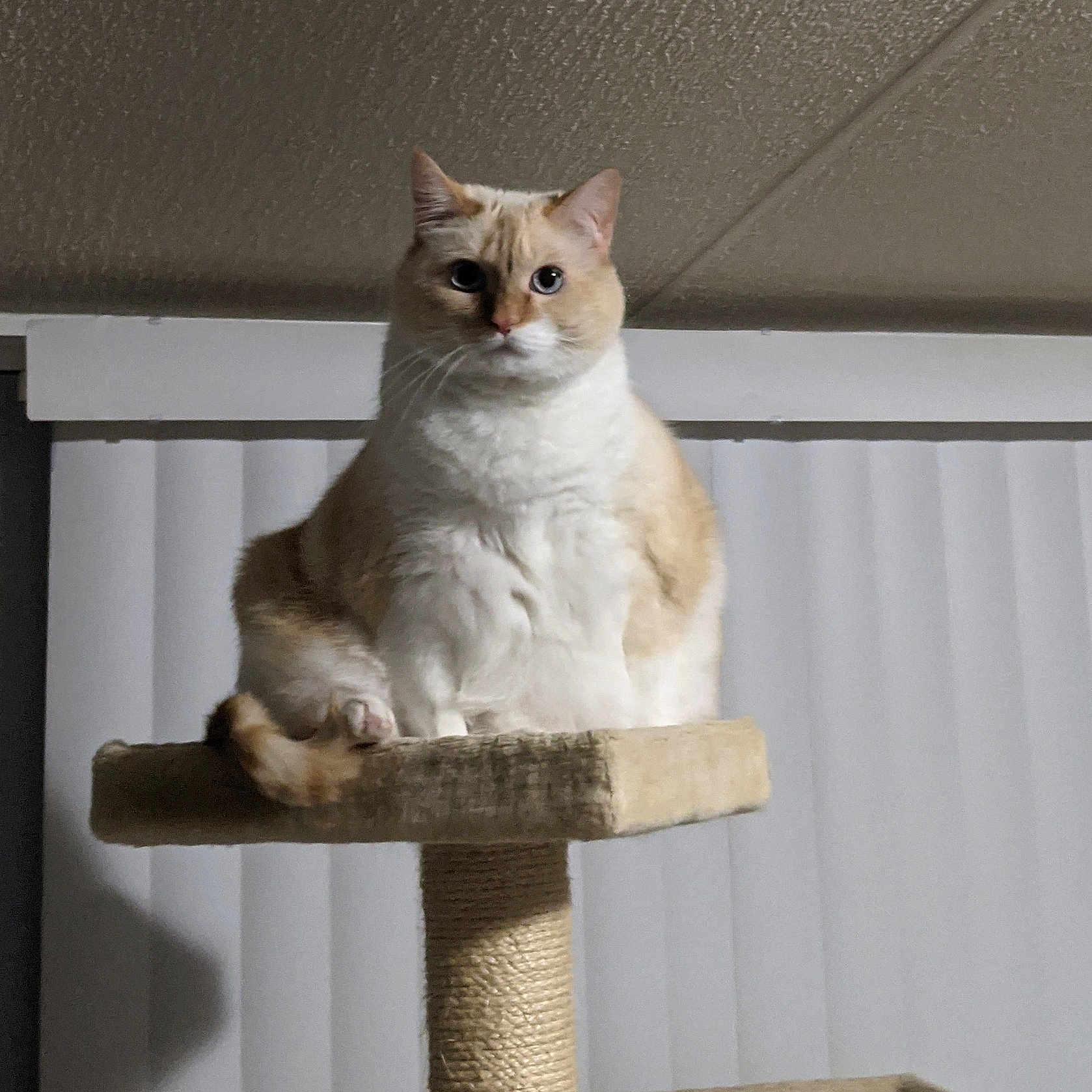 Snowflake is registered to the contest to win money with this photo: abyssinian, angora, animal, cat, hardwood, kitten, manx, pet, plywood, shelf, siamese, wood